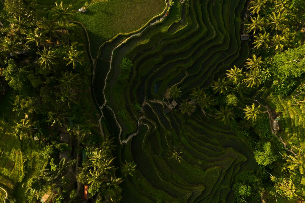 Drone shot capturing lush green rice terraces surrounded by palm trees.